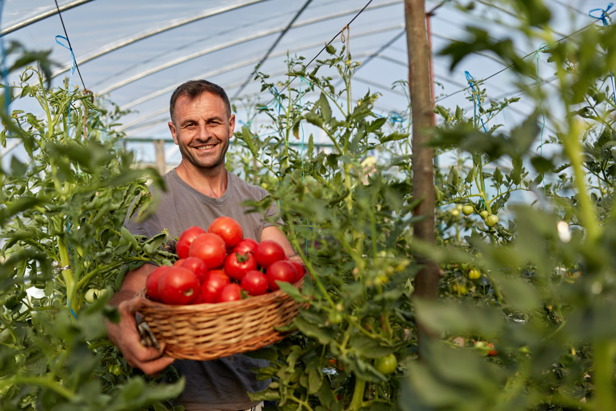 Farmer,Picking,Tomatoes,In,A,Basket,,In,The,Hothouse,Garden