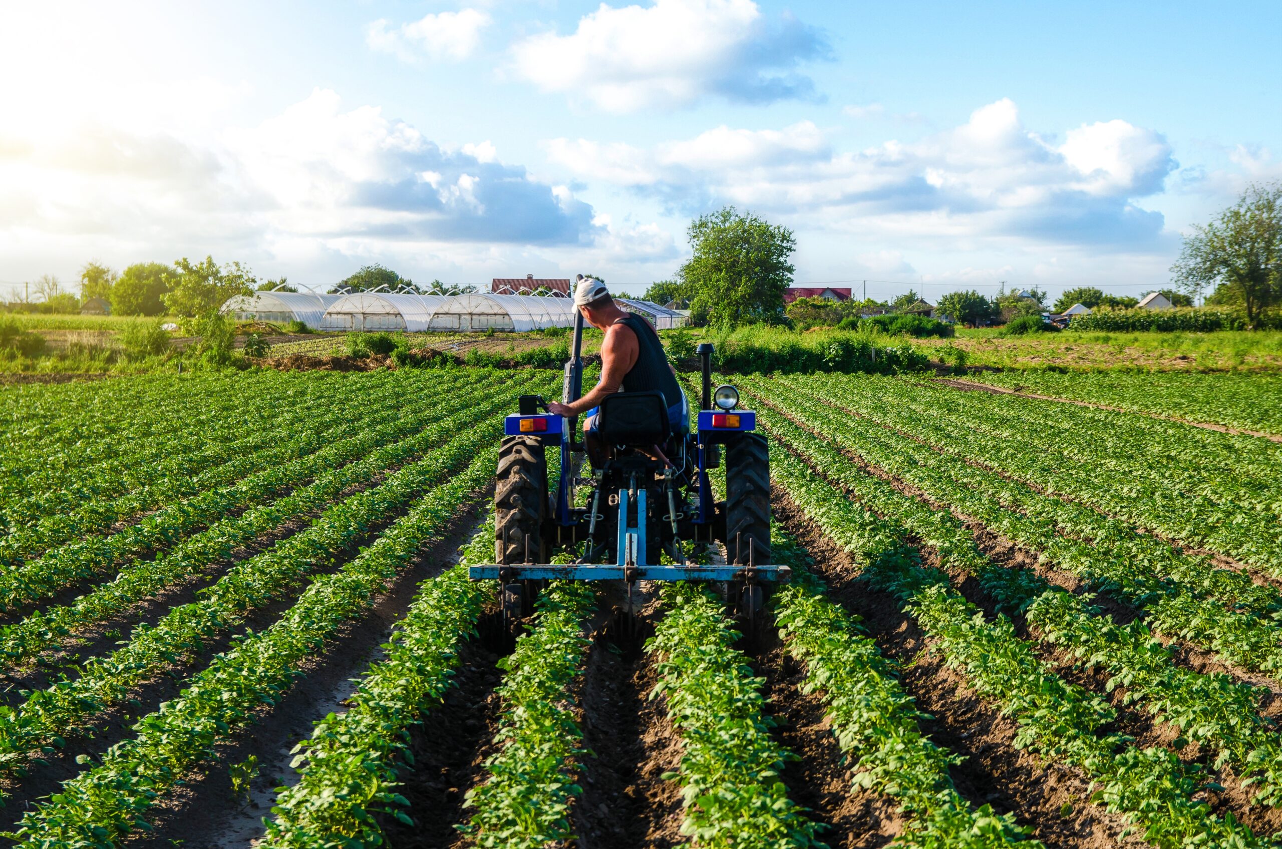 Beautiful,Landscape,Of,Potato,Plantation,And,A,Cultivator,Tractor.,Field