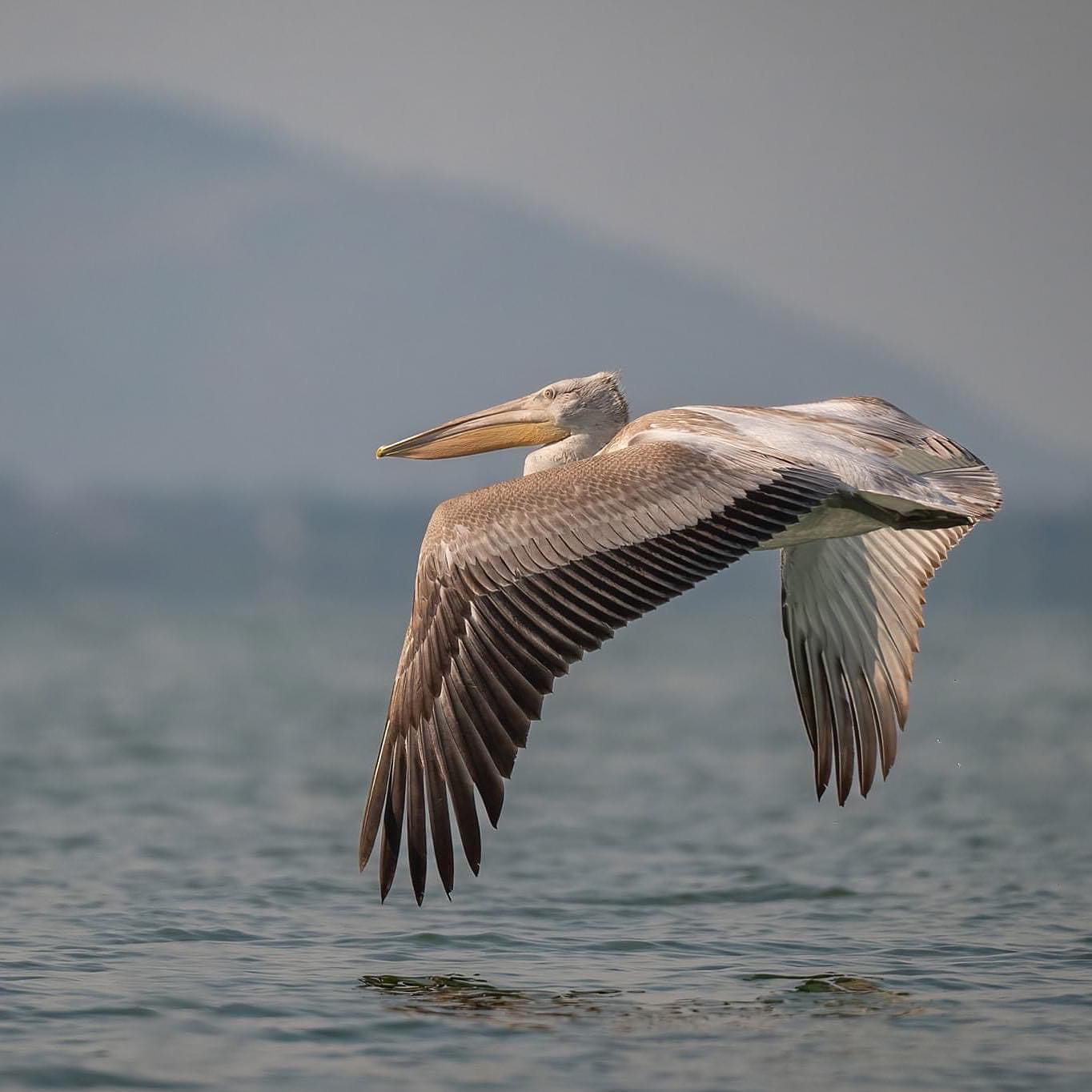 Zaštita staništa u regionu Skadarskog jezera
