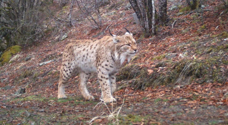On the trail of the endangered Balkan lynx