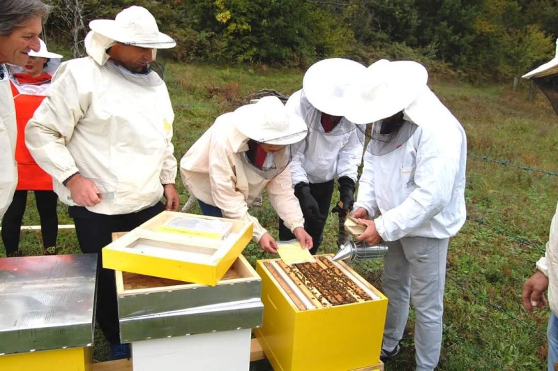 Во Црна Гора се чувствува зуењето на пчелите